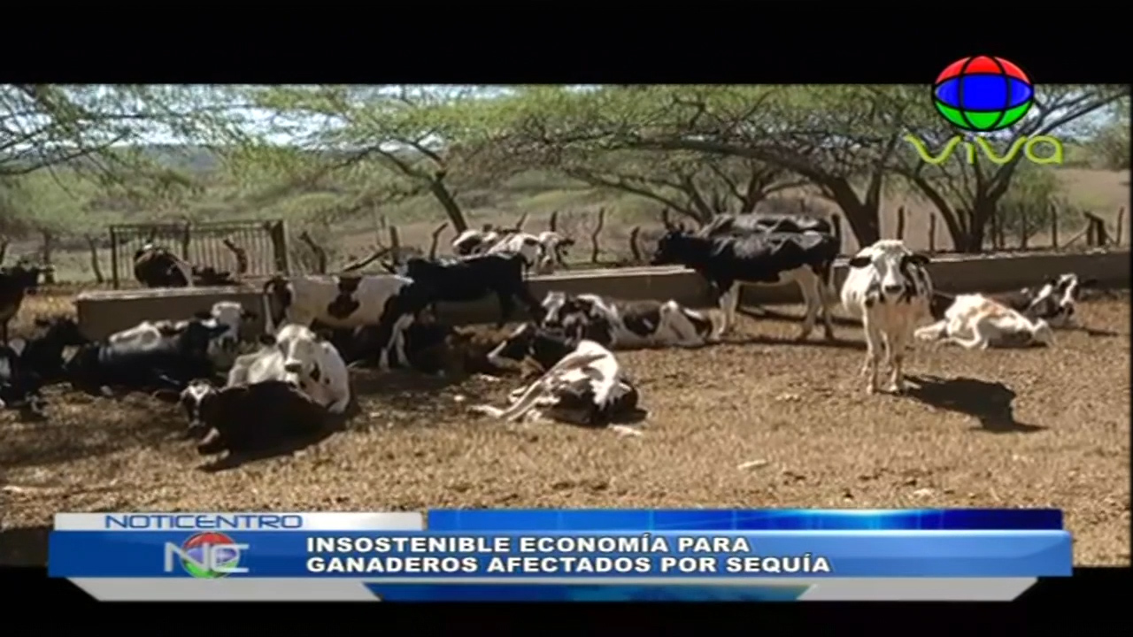 Se Mantiene Insostenible La Economía Para Ganaderos Afectados Por Sequía
