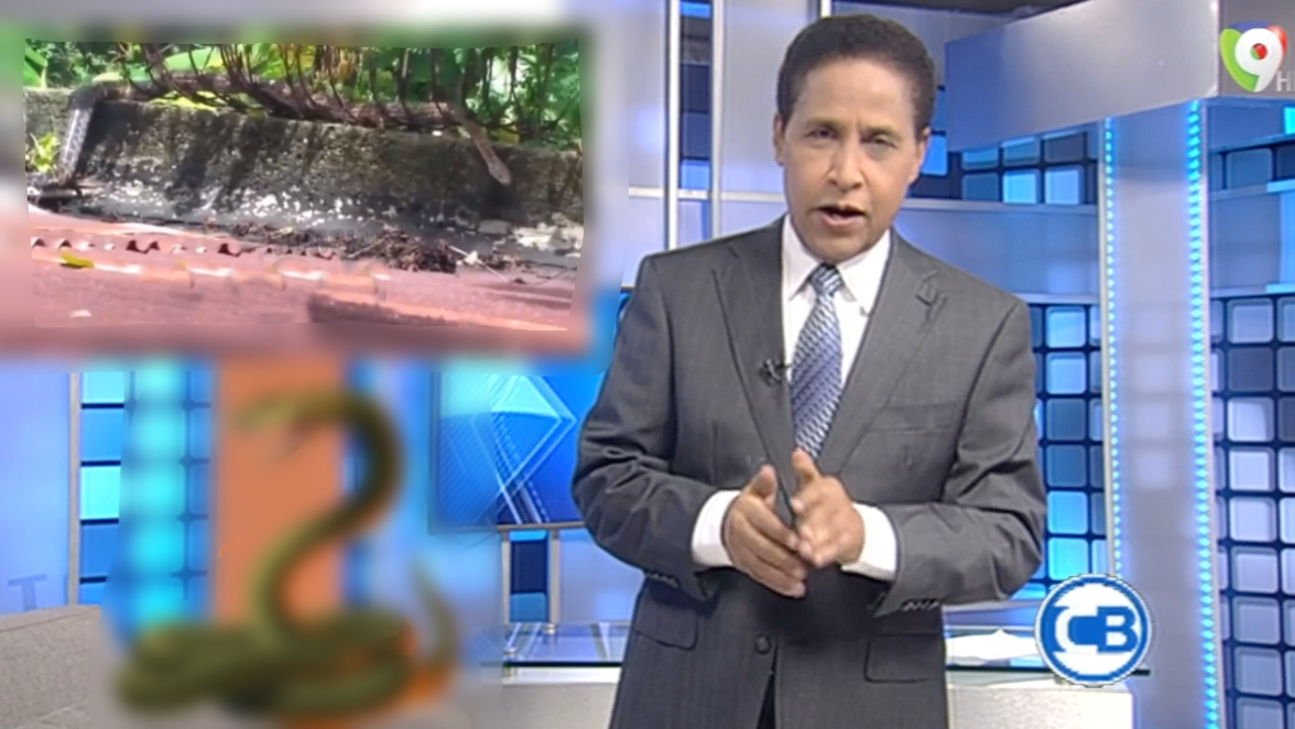 Todavía Anda Suelta La Serpiente De Haina Y Nadie La Encuentra – Con Los Famosos