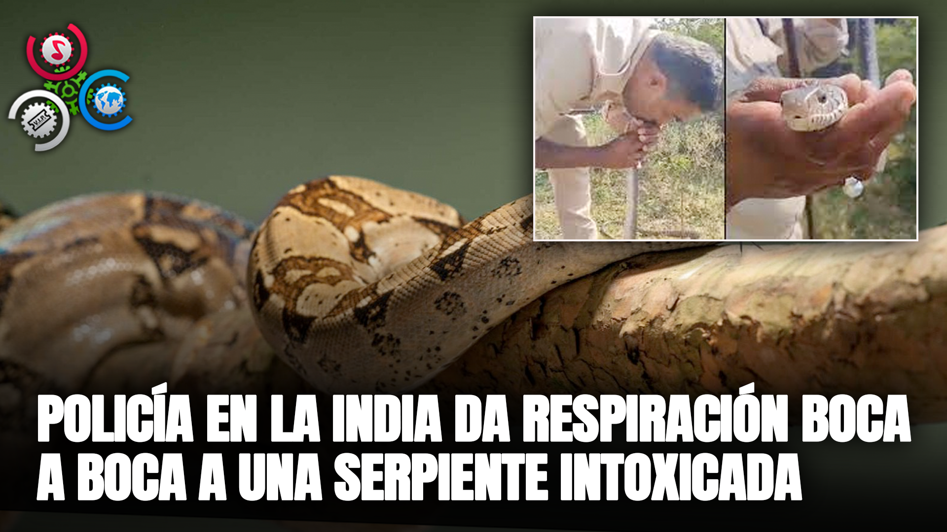 Policía En La India Da RESPIRACIÓN BOCA A BOCA A Una Serpiente Intoxicada