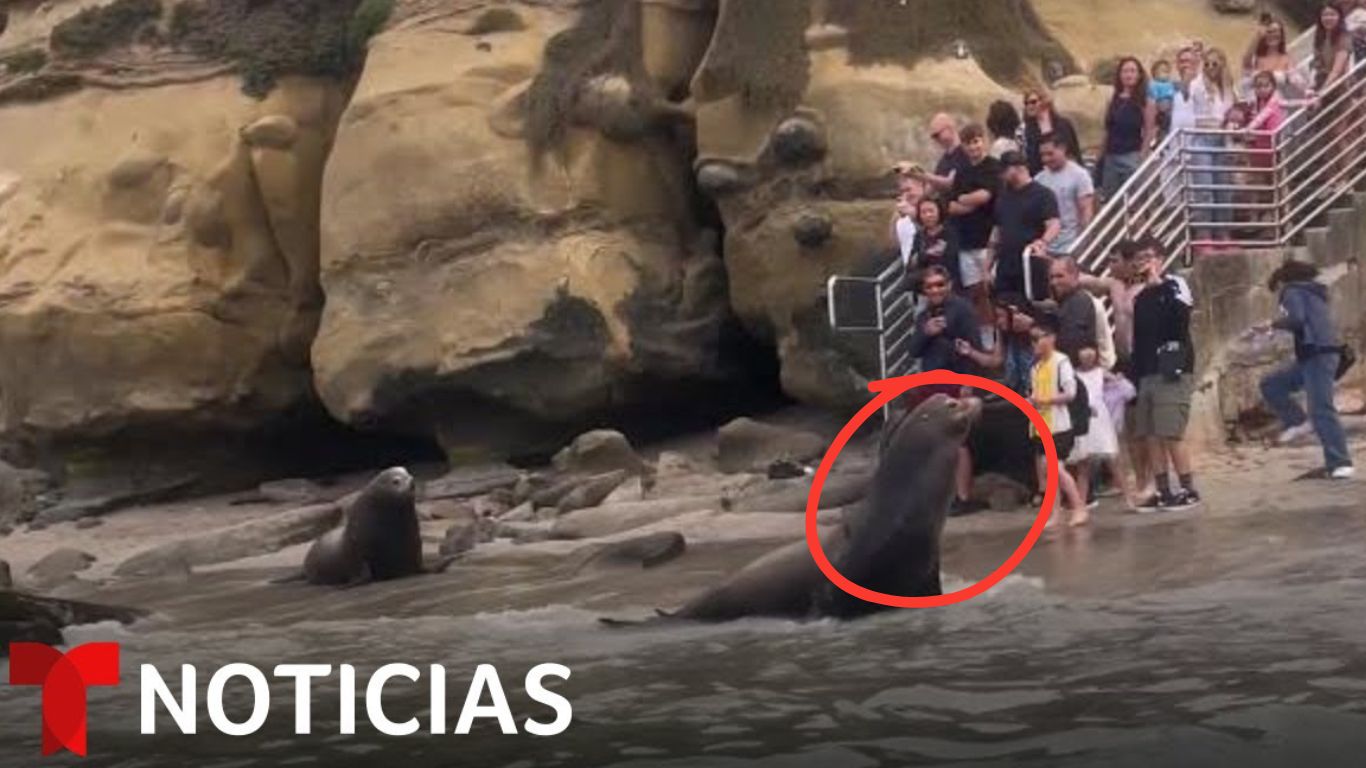 Leones Marinos Atacan Personas En Playa De California