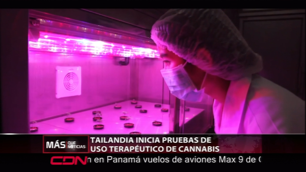 Tailandia Inicia Las Pruebas Del Uso Terapéutico De Cannabis