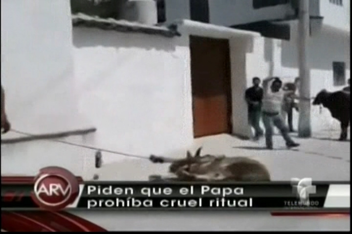 Piden Al Papa Que Prohíba El Castigo De Los Toros En Un Ritual En México