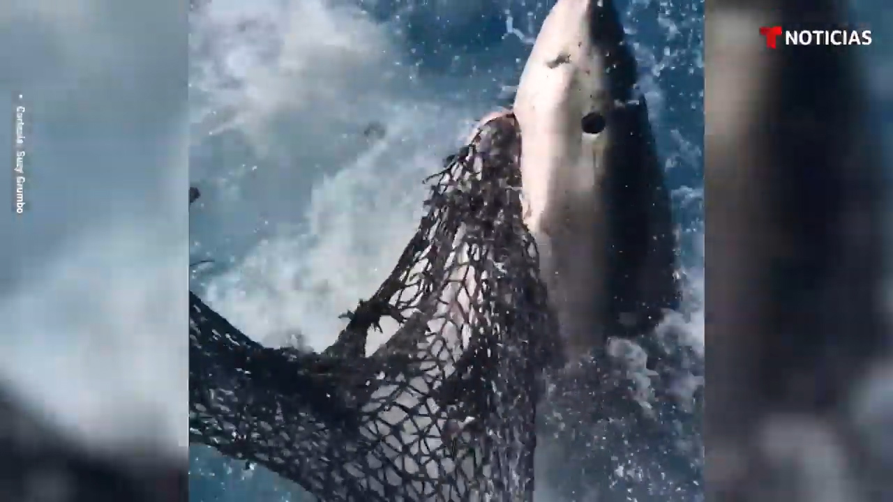 Captan Un Enorme Tiburón Blanco En Florida