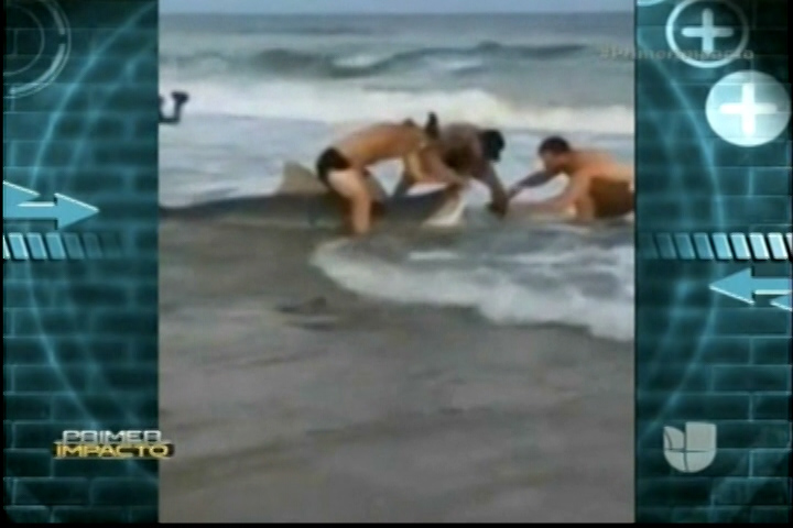 ¡Sin Temor A La Muerte! 3 Hombres Salvan Un Tiburón En Una Playa Atrapado Por Un Anzuelo