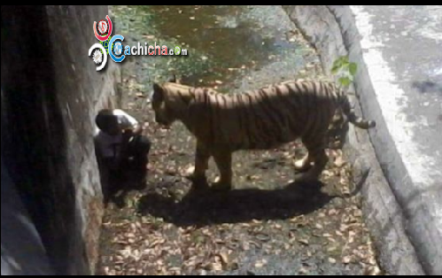 Captado En Vídeo: “Tigre Mata A Un Hombre En Zoológico De La India” #Video