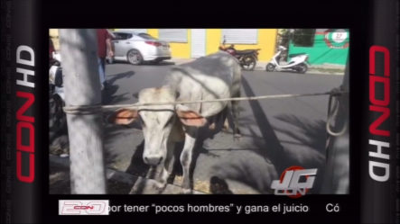 ¡SE SOLTÁN LOS TOROS! Dos Toros Escapan De Su Corral Desde El Dorado Hasta El Centro De La Ciudad En Santiago