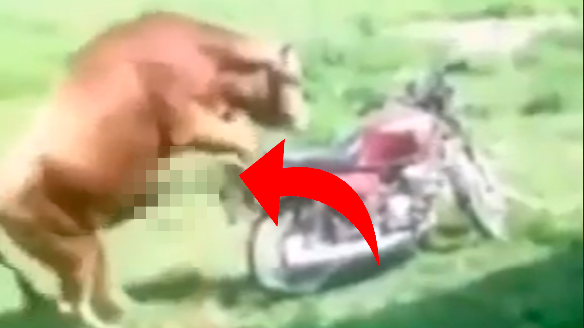 ¡Insólito! Toro Trata De Mantener Relaciones Sexuales Con Un Motor