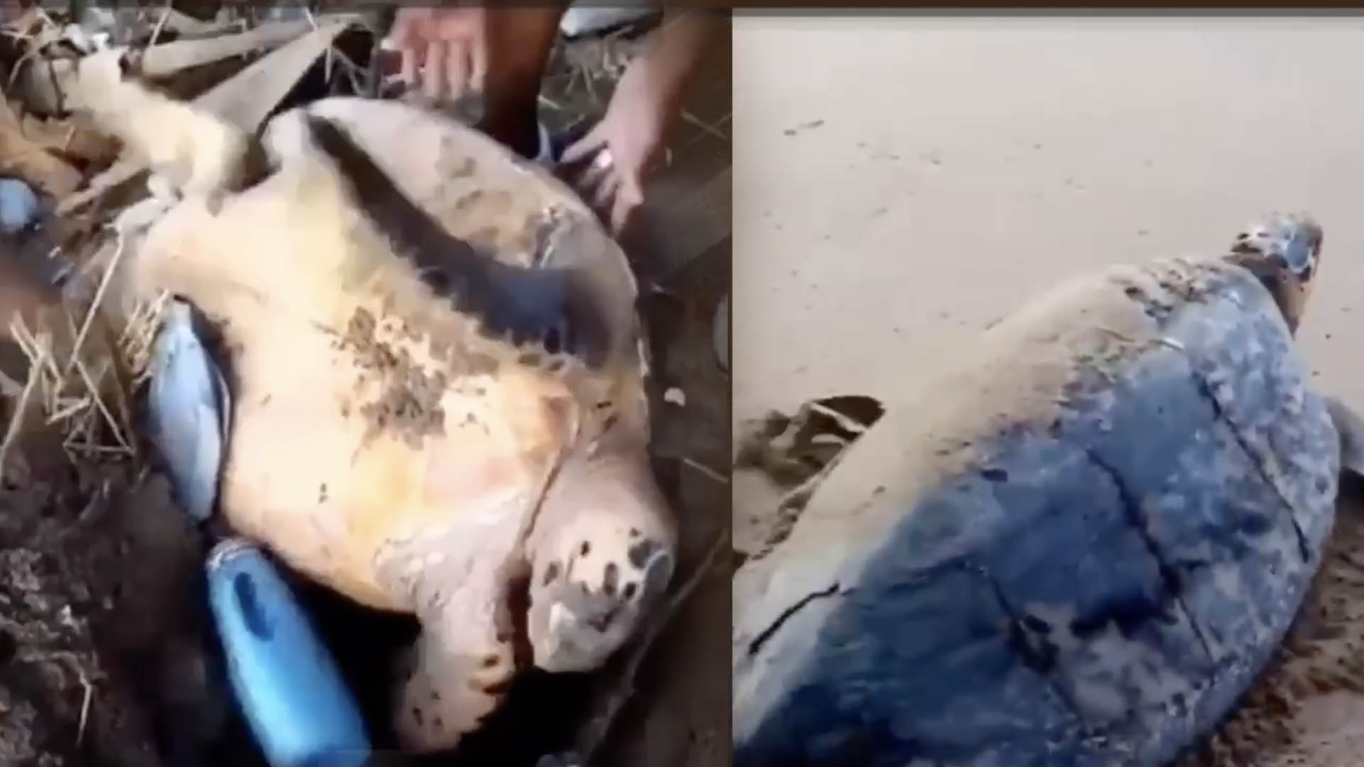 Pescadores De Güibia Rescatan Tortuga De Los Plásticos Y Basura