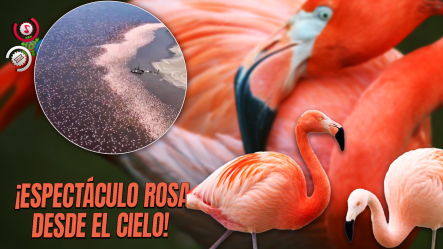 Un Mar De Alas Rosadas: Millones De Flamencos Rosa Inundan Frontera Entre Kenia Y Tanzania