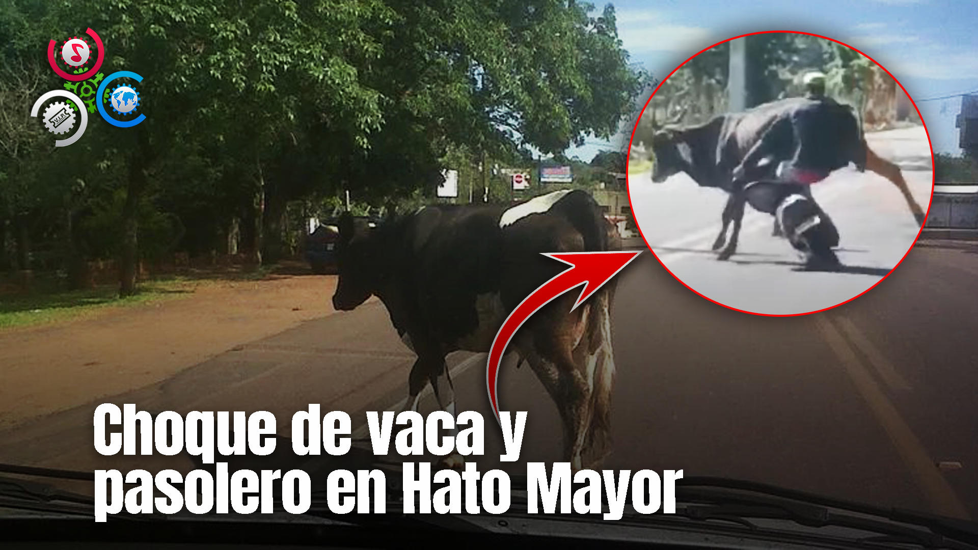 VACA SE LE CRUZA A PASOLERO EN HATO DEL YAQUE