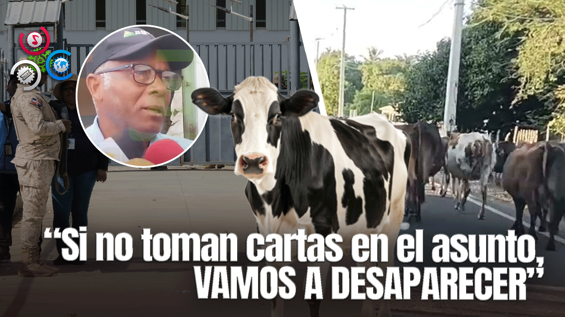 Ganaderos Denuncian Robo De Vacas Por Parte De Migrantes Haitianos En Santiago De La Cruz, Dajabón