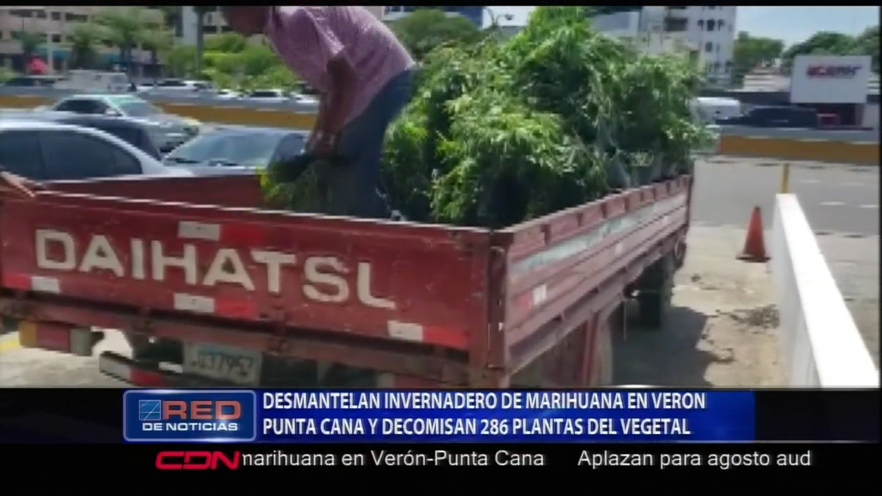 Agentes De La DNCD Desmantelan Invernadero De Marihuana En Punta Cana Y Decomisan 286 Plantas