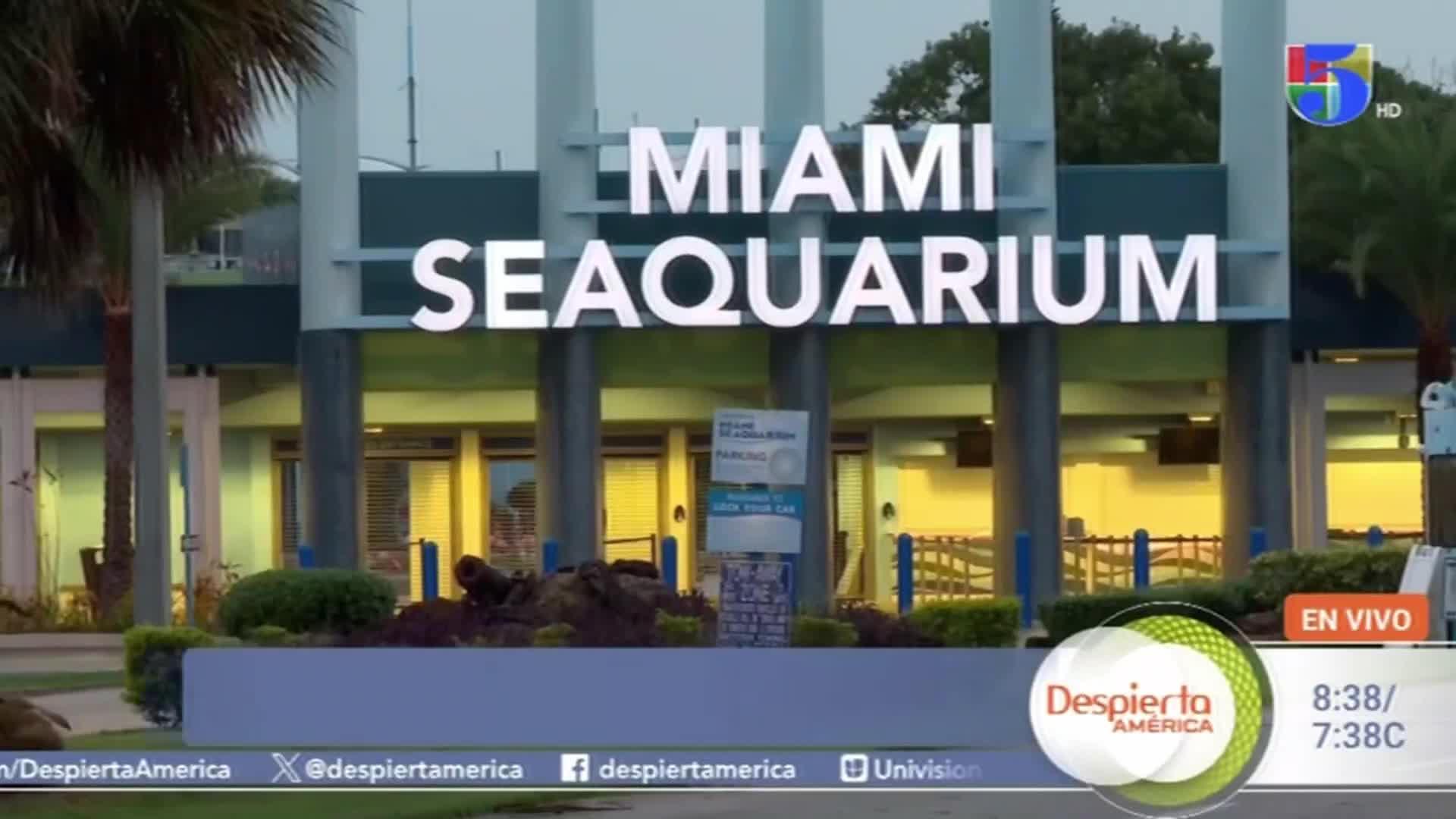 La Muerte De La Orca “Lolita” Sigue Generando Consternación Entre Activistas | Despierta América 