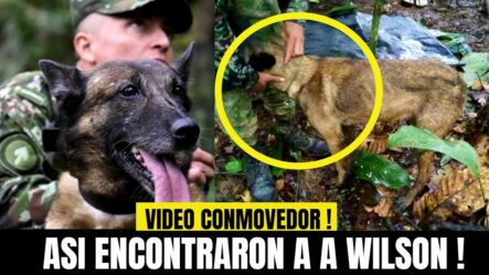 CONMOVEDOR ! Encuentran Al “Perro Wilson VIDEO COMPLETO Noticias Del Perro Wilson