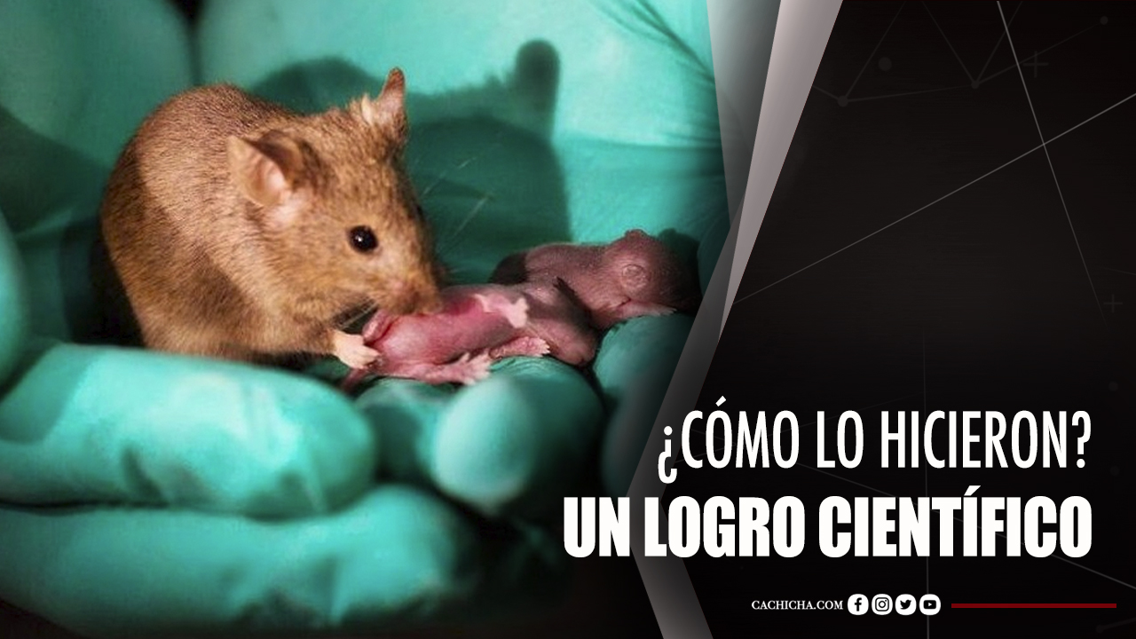 ¿Cómo Lo Hicieron? Científicos Logran Que Ratones Con Parálisis Vuelvan A Caminar