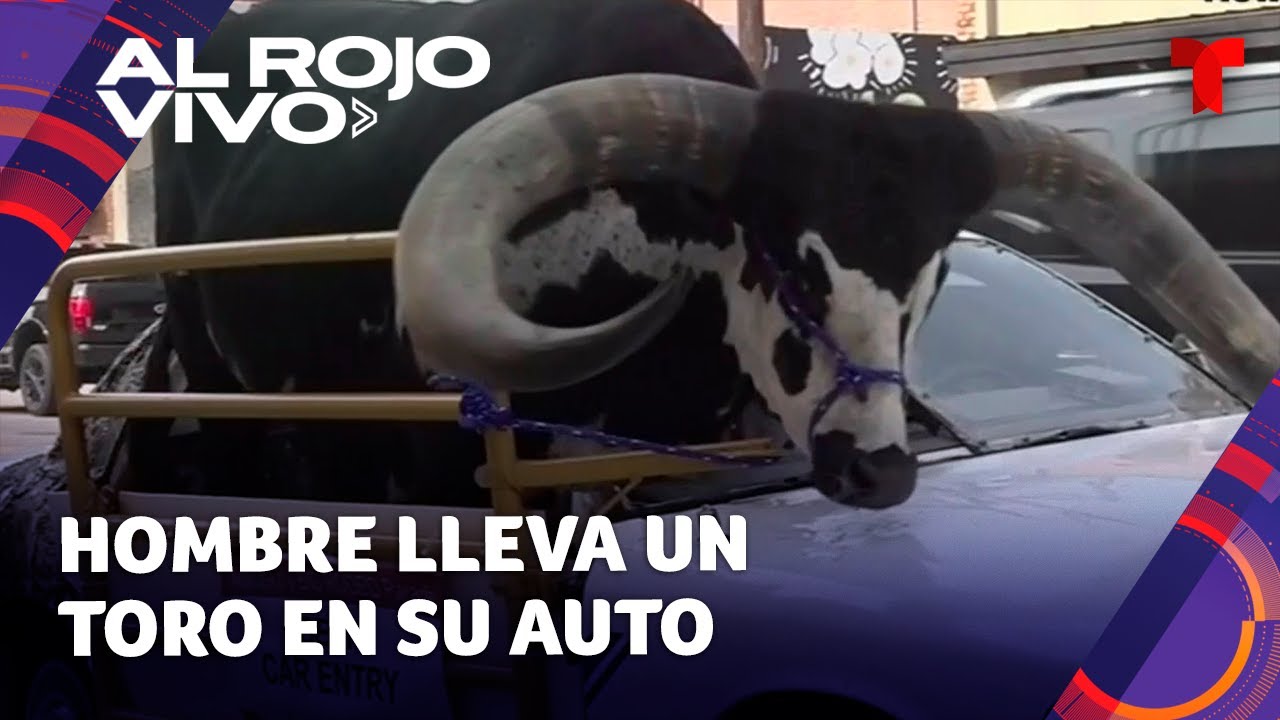 Policía Capta Hombre Con Enorme Toro En El Asiento Del Copiloto De Su Auto