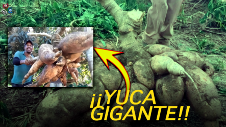Yuca Gigante Causa Asombro En San José De Las Matas