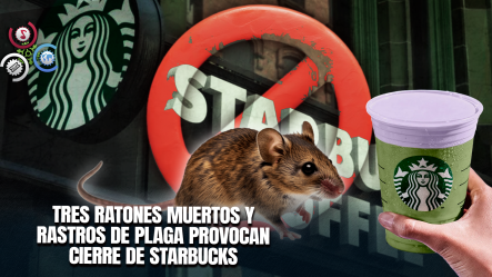 ¡Cerrado Por Ratones! Starbucks De Boston Es Clausurado Tras Hallazgo De Plaga De Roedores