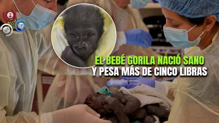 ¡Por Primera Vez! Gorila Da A Luz Mediante Cesárea De Emergencia En Zoológico De Estados Unidos