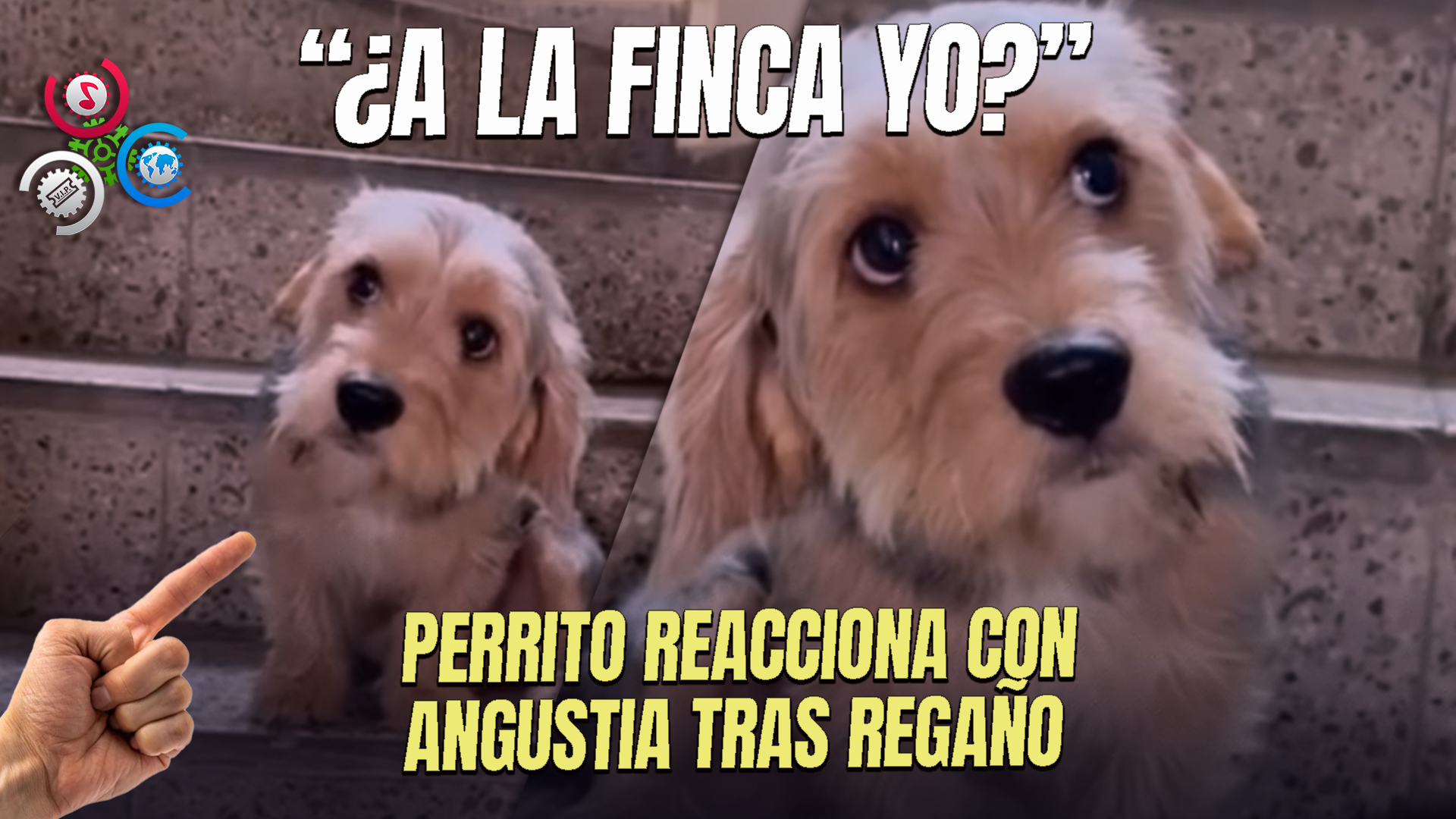 “¡Te Vas Pa’ La Finca!”: Reacción De Perrito Se Vuelve Viral Tras Ser Regañado Por Su Dueño