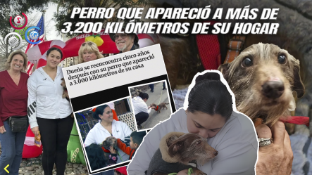 Familia De California Se Reencuentra Con Su Perro Perdido Hace Casi Cinco Años: “¡Todo Gracias A Un Microchip!”