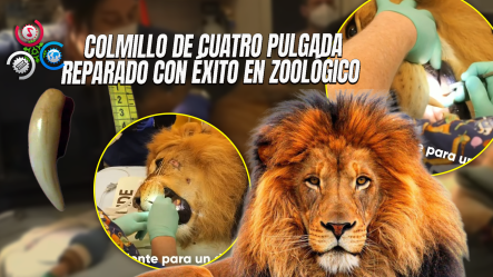 León De 385 Libras En Australia Visita Al Dentista: ¡una Intervención De Alto Riesgo!