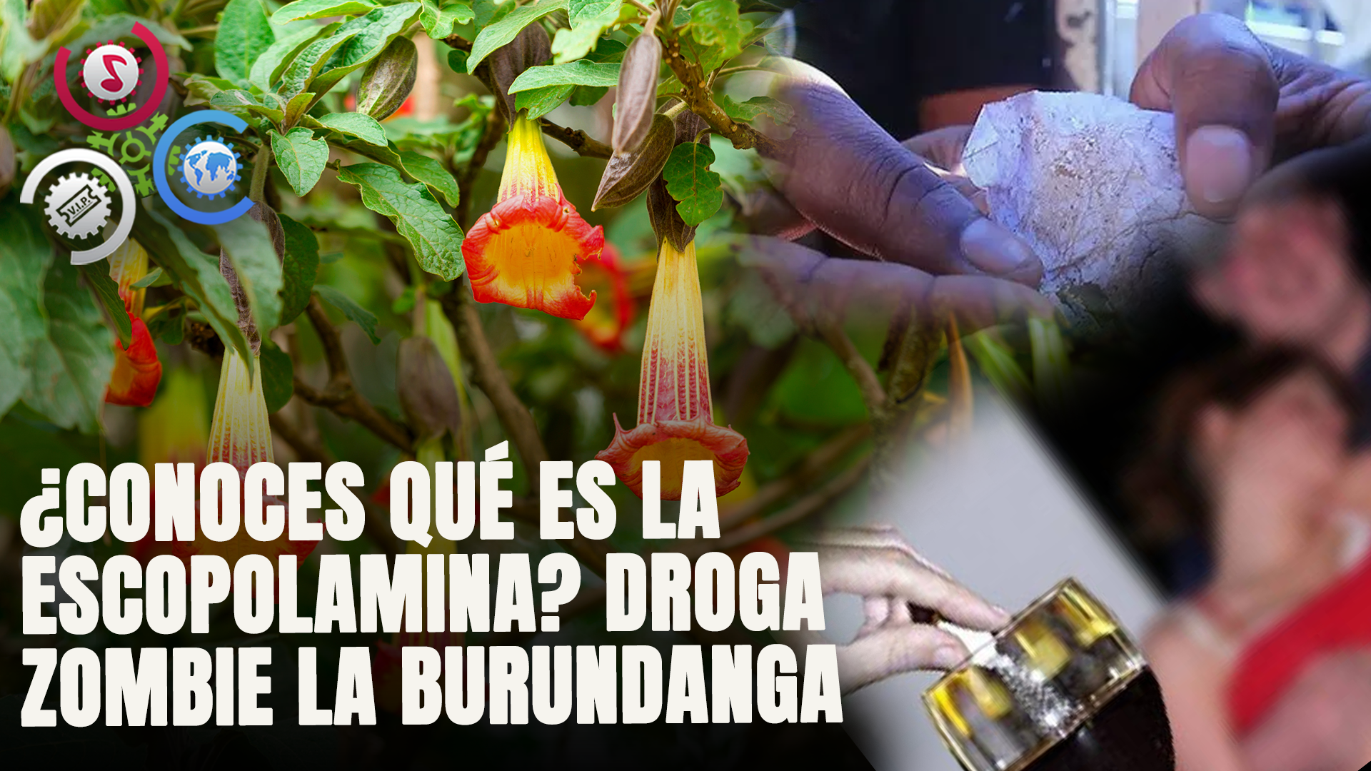 ¿Conoces Qué Es La Escopolamina? Droga Zombie La Burundanga