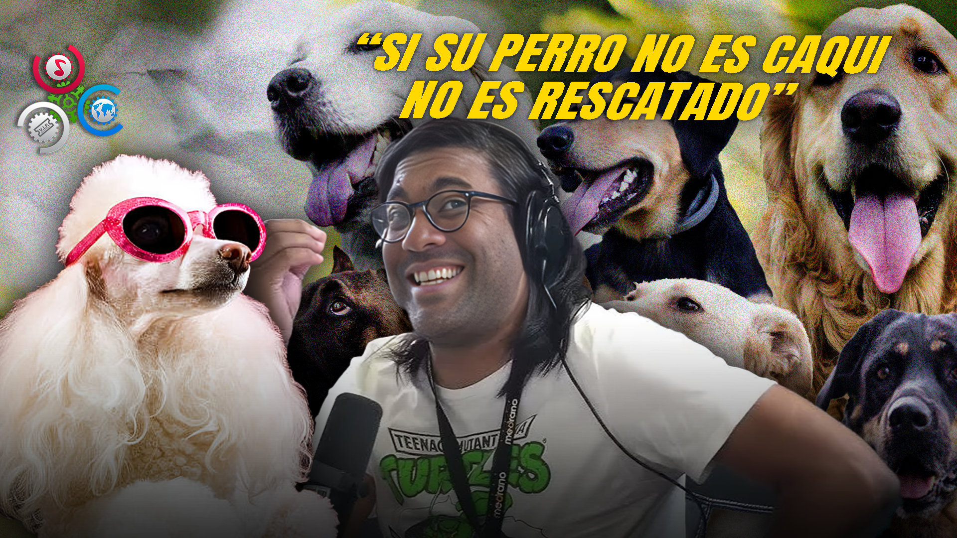 ¿Qué Dice Tu Perro Sobre Ti? Razas Y Nombres Que Reflejan Estatus